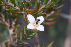 Lachnaea filicaulis