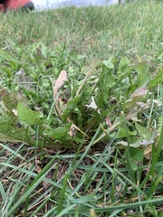Taraxacum