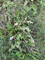 Taraxacum