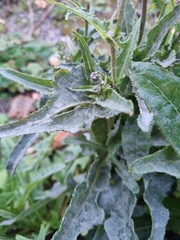 Golovinomyces sonchicola