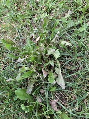Taraxacum