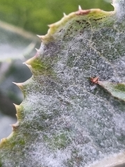 Golovinomyces sonchicola