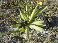 Ferraria crispa