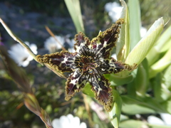 Ferraria crispa