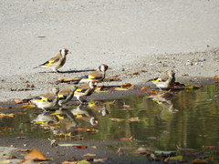 Carduelis carduelis
