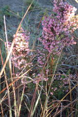 Erica gracilis