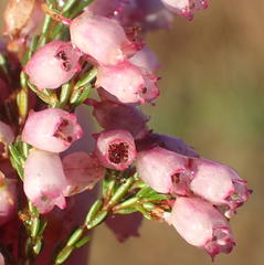 Erica gracilis