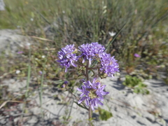 Phyllopodium cephalophorum