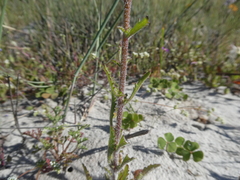 Phyllopodium cephalophorum