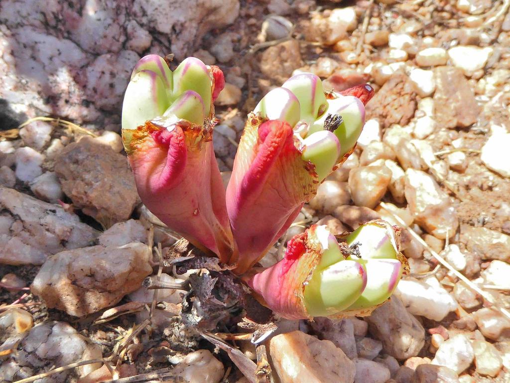Conophytum frutescens, Namakwa, ZA-NC, ZA