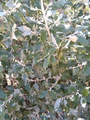 Brachylaena discolor