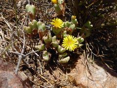 Conophytum frutescens