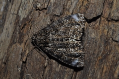 Lepidoptera