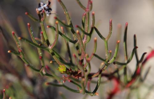 Matsikamma Spiderhead (Serruria lacunosa)
