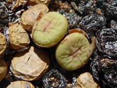 Conophytum pageae