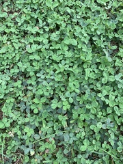 Trifolium repens