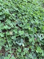 Trifolium repens