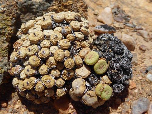 Conophytum pageae