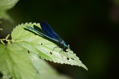 Calopteryx virgo