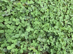 Trifolium repens