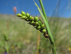 Carex panicea