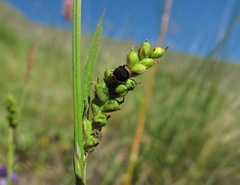 Carex panicea