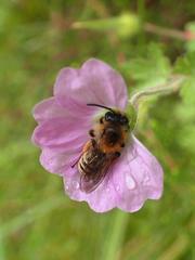 Geranium schlechteri