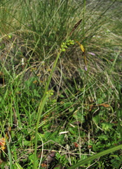 Carex panicea