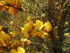 Cyclopia genistoides