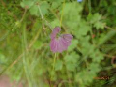 Geranium schlechteri