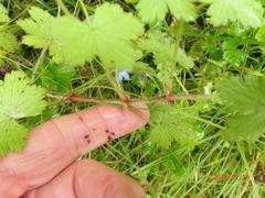 Geranium schlechteri