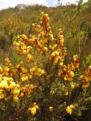 Cyclopia genistoides