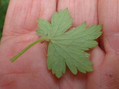 Geranium schlechteri