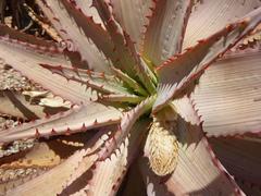 Aloe glauca