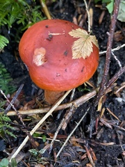 Lactarius subviscidus