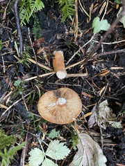 Lactarius subviscidus