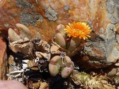 Conophytum frutescens