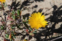 Lampranthus glaucus