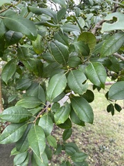 Ilex opaca