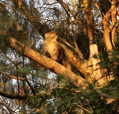 Cercopithecus mitis labiatus