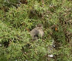 Cercopithecus mitis labiatus