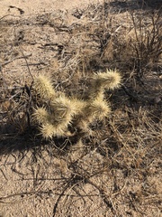 Cylindropuntia echinocarpa