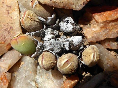 Conophytum meyeri