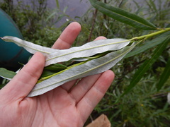 Salix schwerinii