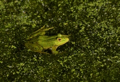 Pelophylax perezi