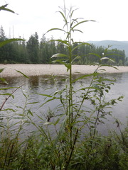 Salix schwerinii