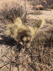 Cylindropuntia echinocarpa
