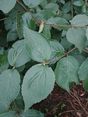 Viburnum carlcephalum
