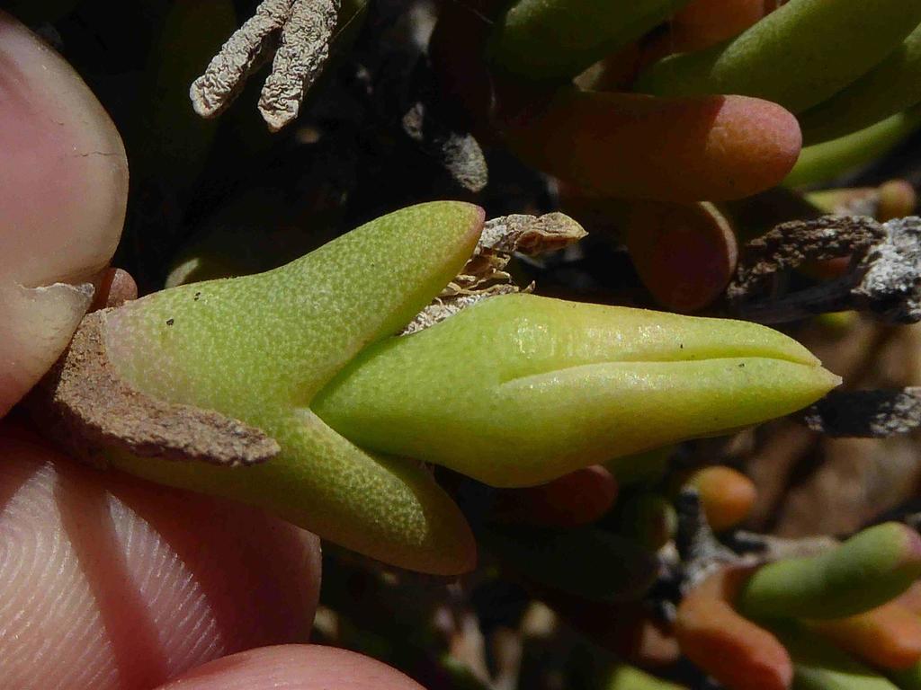 Antimima maleolens, Unnamed Road, Komaggas