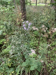 Symphyotrichum
